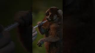 Slow loris  Treats [upl. by Elleirb]