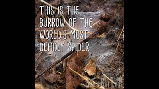 Short The Worlds Deadliest Spider  Sydney Funnelweb Atrax robustus [upl. by Suellen980]