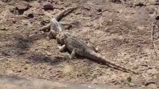 Ground Agama fighting  Kalahari [upl. by Sarilda]