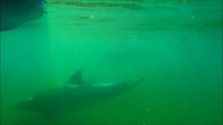 Dolphin sounds slowed down  inspecting my kayak with sonar [upl. by Keeton681]