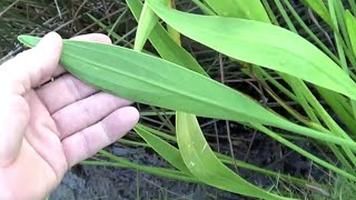 Sagittaria Platyphylla Delta Arrowhead in Salt Marsh Mississippi [upl. by Ztnarf]