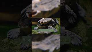 Mata Mata  The Strangest Turtle On Earth [upl. by Keverne]