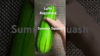 Luffa AegyptiacaSummer Squashluffa summer squashImelda Ingram USA [upl. by Eulau200]