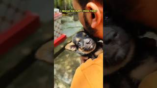 This puppy fell under the grip of cynophobiashortsvideoshortspuppy streetdogdogloverdoglove [upl. by Kabab564]