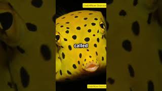 The Amazing Boxfish Natures Underwater Marvel explore facts youtubeshorts shorts marinelife [upl. by Runstadler]