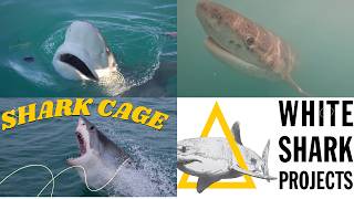 Thrills Below the Surface Shark Cage Diving Adventure cage sharkdivingexperience sharkdiving [upl. by Letsyrc188]