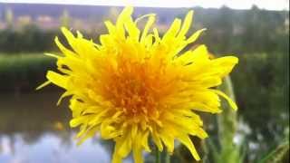 Corn Sow Thistle Sonchus Arvensis  Dindle  20120706 [upl. by Zondra171]