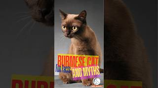 Burmese Cat Fun Facts and Myths 🐈 cat short [upl. by Ahsael]