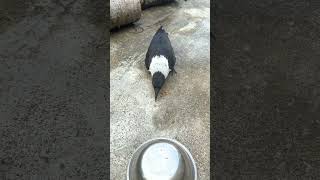 The activities of the special whitefeathered crow 35 birds crow shorts video funny [upl. by Murdock]