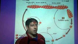 regulating actin filament formation [upl. by Stafani]