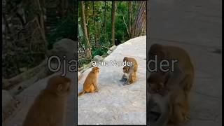 Funny dubbing monkey haramkhor poltu shorts funny [upl. by Kliber529]