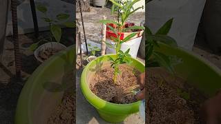 Balsam flower Plant Repotting floweringplants gardening [upl. by Anaoy]