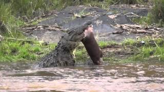 Crocodile kills baby hippo [upl. by Radnaxela]