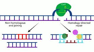 vSLENDR Gene editing in the brain gets a major upgrade [upl. by Nwahsirhc630]