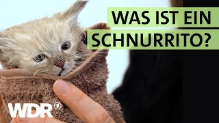 Badetag für KatzenBabys und Neustart für StraßenHunde  S02E06  Hallo Tierheim  WDR [upl. by Lzeil653]