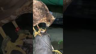 Amazing hawk birds eaglehawk hunting [upl. by Niltyak938]