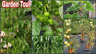 Full Garden TourEarly August Garden Tour [upl. by Stetson934]