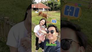 yukachan bermain sama sapi dan domba gemoy  minivlog yuka vlog farmanimals farm family [upl. by Ivon]