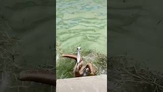 Pelicans fish dance comedyfunny [upl. by Antone746]