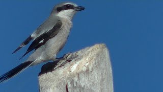 Alcaudón real Lanius meridionalis Shouthern Grey Shrike [upl. by Ennaeiluj344]