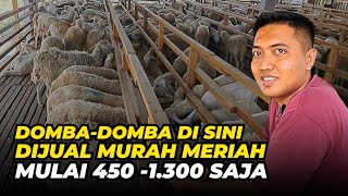 Review Harga Domba Mulai 400 Ribu  AGROTV9 [upl. by Car]