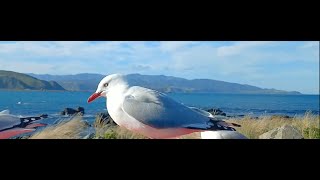 “Wellington Adventures Surfing Lyall Bay NZ’s Hidden Gem” [upl. by Oiled]