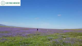 Purple wildflower phacelia super bloom 2019 at Carrizo Plain National Monument [upl. by Baras401]