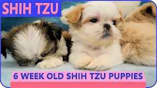 Rouxbies Shih Tzu Puppies 💖 6 Weeks Old [upl. by Mauralia488]