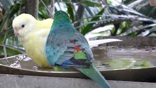 Red Rump Parrots Bathing [upl. by Dleifyar13]