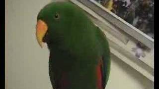 Riley The Amazing Talking Bird [upl. by Evelina]