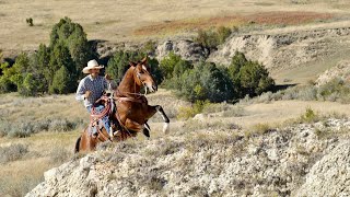 Bay Boy HIP 273 in the Billings Livestock Horse Sale Catalog Sells September 28 Fancy Bay Gelding [upl. by Nierman]