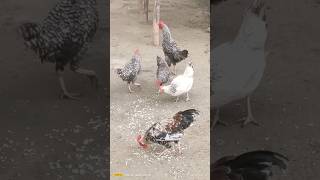 Chicken short murga video viral local murgi [upl. by Whiting]