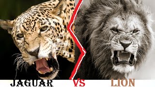 LION vs JAGUAR  WHO WOULD WIN  Animal Fight Compare [upl. by Oza]