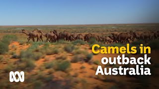 Outback camels culls and carcasses or milk and meat 🐪  Meet the Ferals Ep 8  ABC Australia [upl. by Perlie]