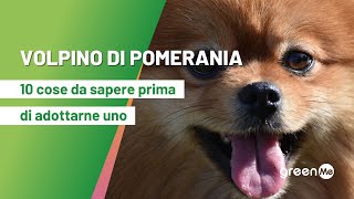 Volpino di Pomerania 10 cose da sapere prima di adottarne uno [upl. by Eciralc]