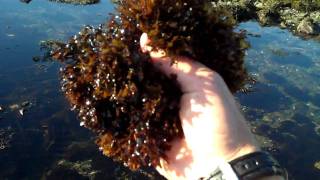 Irish Moss Chondrus crispus with Tidepool Tim of Gulf of Maine Biological Supply [upl. by Nattirb]