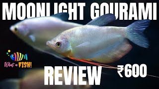 Moonlight Gourami fish  Gourami fish  Types of Gourami  Fish review  Different types of fish [upl. by Paolo314]