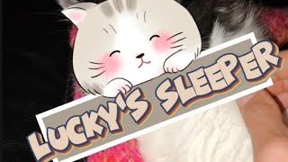 Luckys sleeperIl dormiente di Lucky cat kitten relaxing relax foryou [upl. by Animaj]