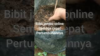 tanam bibit jambu ausyrali buah buahbuahan [upl. by Colyer]