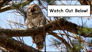 Barred Owl Regurgitates a Pellet [upl. by Elly]