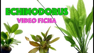 Echinodorus 🌿 Video 🎥 ficha cuidados y mantenimiento en el acuario 🐟 [upl. by Ytineres]