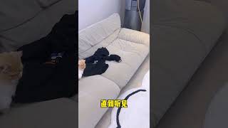 【獨生子的日常】我以为之前的小猫睡姿够奇葩了 没想到小黄更夸张小奶猫小奶猫 铲屎官的乐趣 洗澡 cutecats 萌寵 cat 動物 cute funnycat pet [upl. by Curran714]