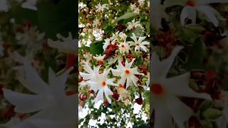 how to grow flowers in harsingar plantparijat flower plantyoutube trending [upl. by Nastassia]