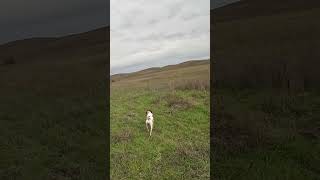 Stella working chukars pointer gsp chukarhunting birddog birdhunting uplandhunting [upl. by Aital]