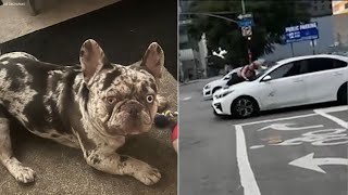 Arrest made in DTLA dognapping that left owner clinging to car [upl. by Fast]