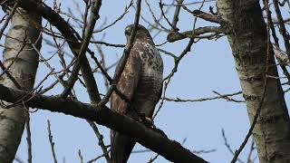 Myszołów zwyczajny  Buteo buteo  Marzec 2024 [upl. by Aivat469]