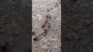 The ants go marching antcolony marchingants theantsgomarching [upl. by Bruni225]