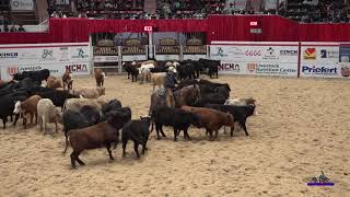 Metallic Rey Mink 2019 NCHA Open Futurity Finals [upl. by Thedrick]