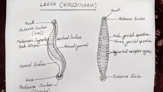 LEECH HIRUDINARIA DIAGRAM FOR CLASS 11 BIOLOGY [upl. by Riddle]