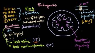 Escherichia coli pathogenesis [upl. by Assirehs]